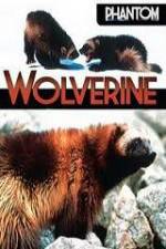 Watch National Geographic Phantom Wolverine Vumoo