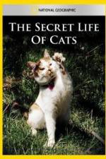 Watch National Geographic The Secret Life of Cats Vumoo