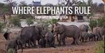 Watch Where Elephants Rule Vumoo