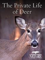 Watch The Private Life of Deer Vumoo