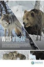 Watch Wolf vs Bear Vumoo