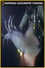 Watch National Geographic Hooked Squid Invasion Vumoo