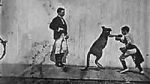Watch The Boxing Kangaroo (Short 1896) Vumoo