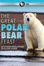 Watch The Great Polar Bear Feast Vumoo