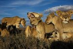 Watch Lion Gangland Vumoo