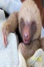 Watch Too Cute! Baby Sloths Vumoo