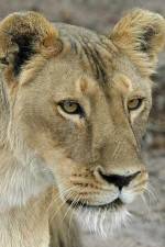 Watch Last Lioness: National Geographic Vumoo