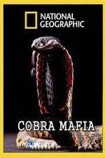 Watch National Geographic Cobra Mafia Vumoo