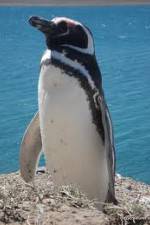 Watch National Geographic Wild Chronicles: Penguins Vumoo