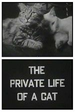 Watch The Private Life of a Cat Vumoo