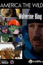 Watch National Geographic Wild America the Wild Wolverine King Vumoo