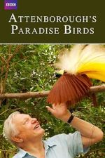 Watch Attenborough's Paradise Birds Vumoo