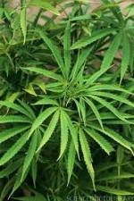 Watch Cannabis Whats The Harm Part 1 Vumoo