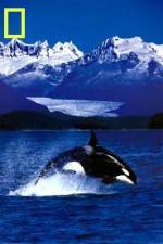 Watch National Geographic Killer Whales Of The Fjord Vumoo