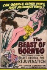 Watch The Beast of Borneo Vumoo