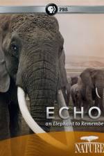 Watch Echo: An Elephant to Remember Vumoo