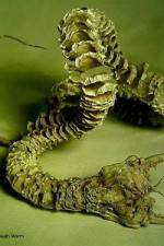 Watch Mongolian Death Worm Vumoo