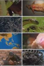 Watch National Geographic Wild : Deadliest Animals Asia Pacific Vumoo