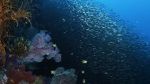 Watch Wild Window: Bejeweled Fishes Vumoo