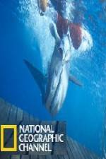 Watch National Geographic Shark Men Surfs Up Vumoo