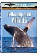 Watch Fellowship Of The Whales Vumoo