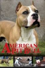 Watch American Pit Bull Vumoo