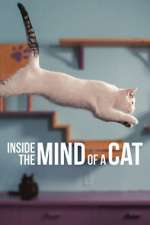 Watch Inside the Mind of a Cat Vumoo