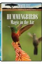 Watch Hummingbirds Magic in the Air Vumoo