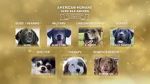 Watch American Humane Hero Dog Awards: 10th Anniversary Celebration (TV Special 2020) Vumoo