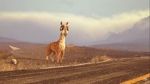 Watch Caminandes: Llama Drama (Short 2014) Vumoo