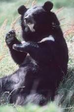 Watch National Geographic Wild : Black Bears Unleashed Vumoo