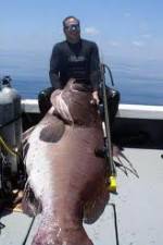 Watch National Geographic: Monster Fish - Nile Giant Vumoo