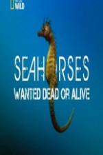 Watch National Geographic - Wild Seahorses Wanted Dead Or Alive Vumoo