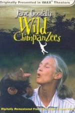 Watch Jane Goodall's Wild Chimpanzees Vumoo