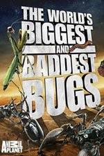 Watch Worlds Biggest and Baddest Bugs Vumoo