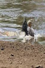 Watch National Geographic Wild Blood River Vumoo