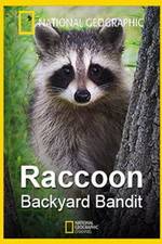 Watch Raccoon: Backyard Bandit Vumoo