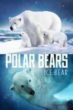 Watch Polar Bears Ice Bear Vumoo