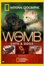 Watch National Geographic In The Womb Cats Vumoo