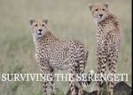 Watch Surviving the Serengeti Vumoo