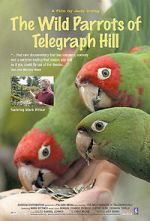 Watch The Wild Parrots of Telegraph Hill Vumoo