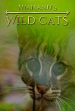 Watch Thailand's Wild Cats Vumoo