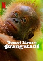 Watch Secret Lives of Orangutans Vumoo