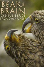 Watch Beak & Brain - Genius Birds from Down Under Vumoo