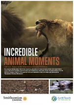Watch Incredible Animal Moments Vumoo