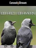 Watch Bird Brain Vumoo