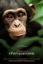 Watch Chimpanzee Vumoo