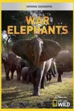 Watch War Elephants Vumoo