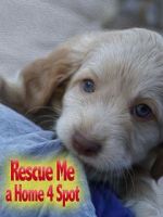 Watch Rescue Me: A Home 4 Spot Vumoo