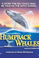 Watch Humpback Whales Vumoo